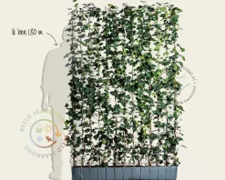 Hedera haag kant en klaar - Hedera hibernica