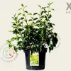 Hedera helix 'Arborescens' - XL