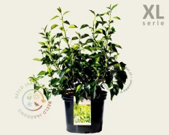 Hedera helix 'Arborescens' - XL