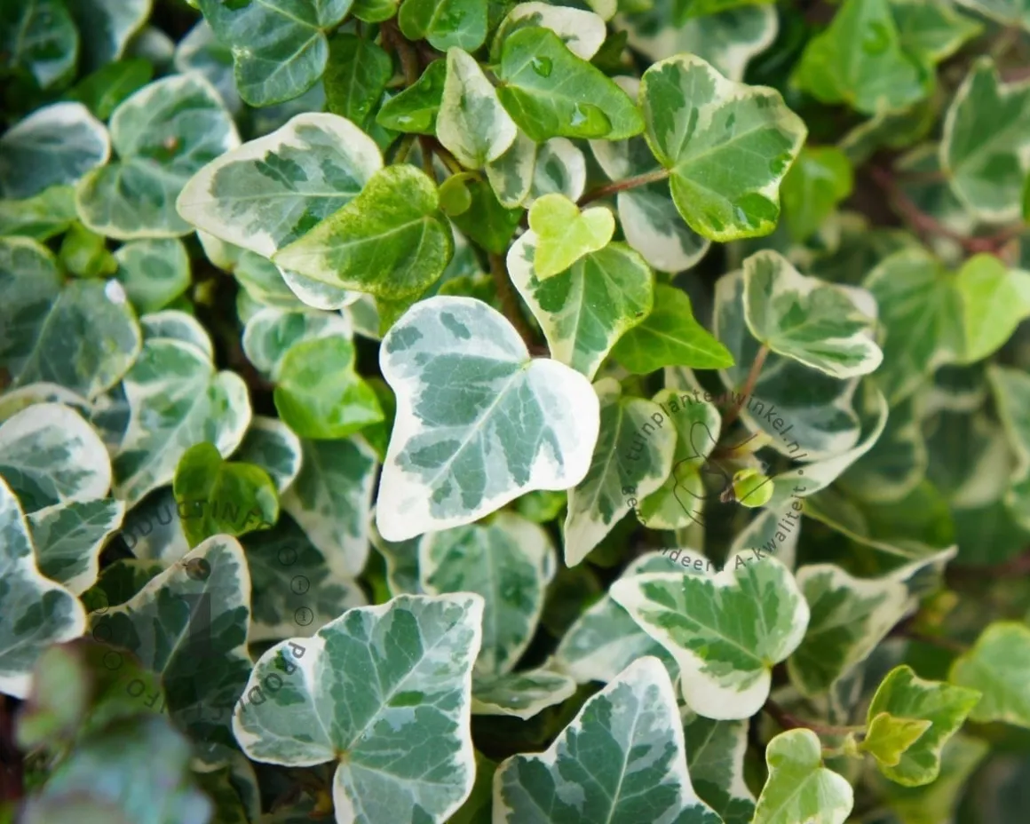 Hedera helix 'Glacier'