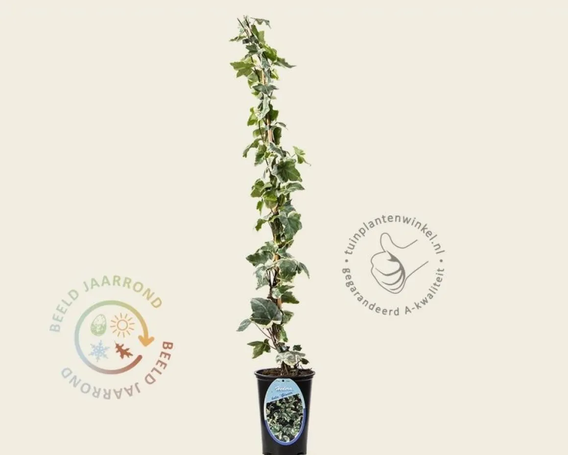 Hedera helix 'Glacier'