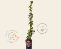 Hedera helix 'Golden Kolibri'