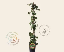 Hedera helix 'Green Ripple'
