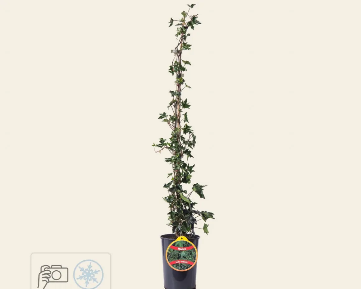 Hedera helix 'Ivalace'