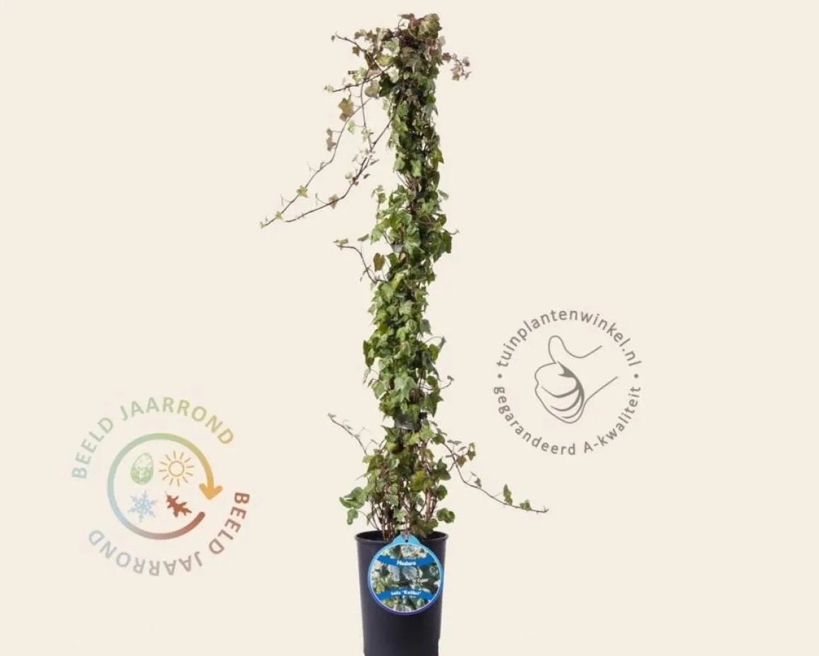 Hedera helix 'Kolibri'