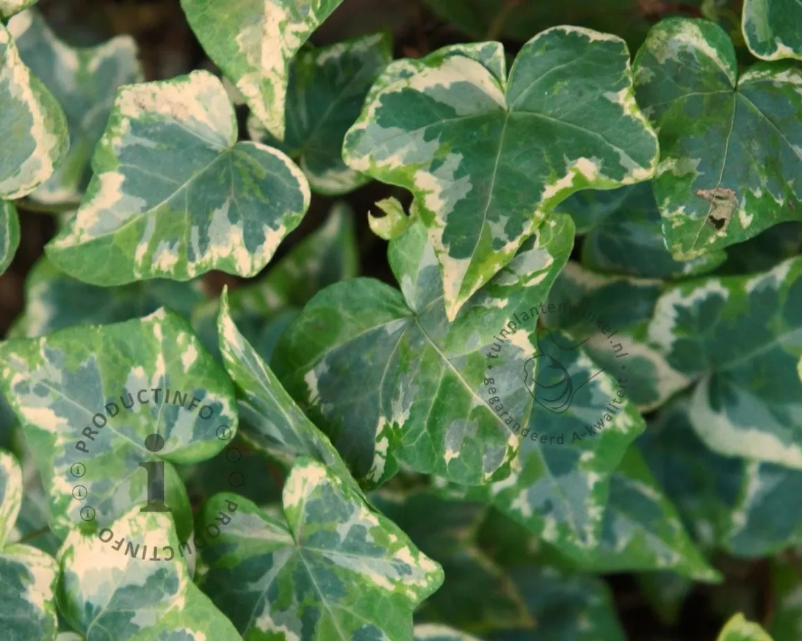 Hedera helix 'Kolibri'