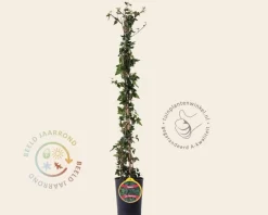 Hedera helix 'Shamrock'