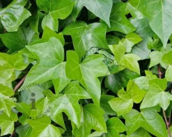 Hedera helix 'Shamrock'