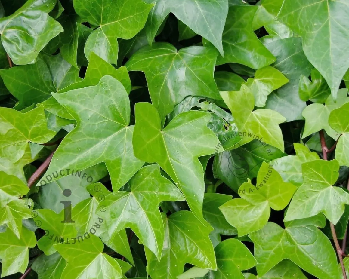 Hedera helix 'Shamrock'
