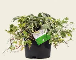 Hedera helix 'White Ripple'