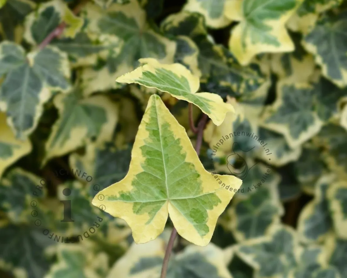 Hedera helix 'Yellow Ripple'