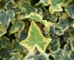 Hedera helix 'Yellow Ripple'