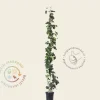 Hedera hibernica 80/100