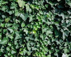 Hedera hibernica 100/125
