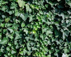 Hedera hibernica 15/20