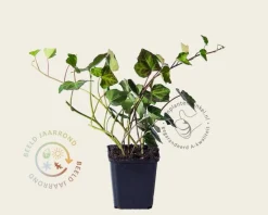 Hedera hibernica 15/20