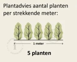 Hedera hibernica 15/20