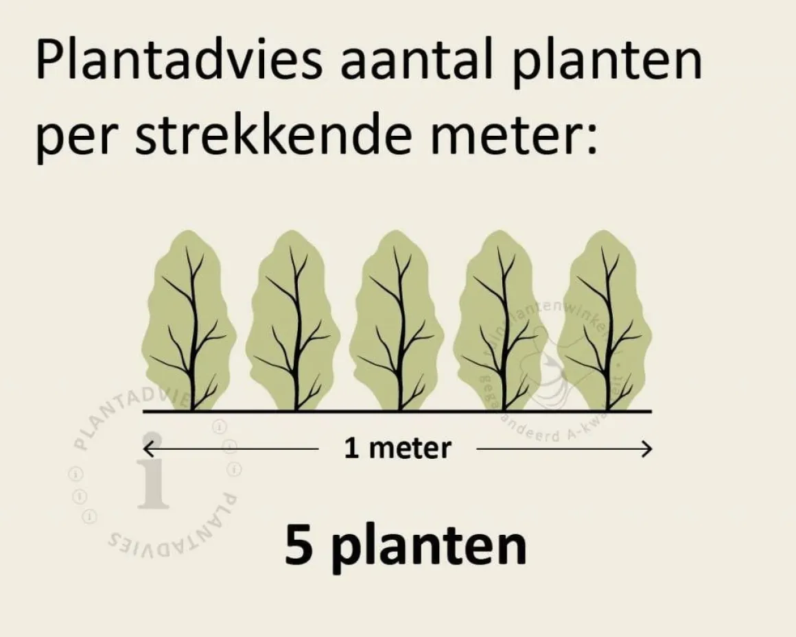 Hedera hibernica 15/20