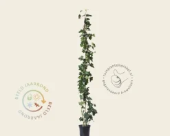 Hedera hibernica 60/80