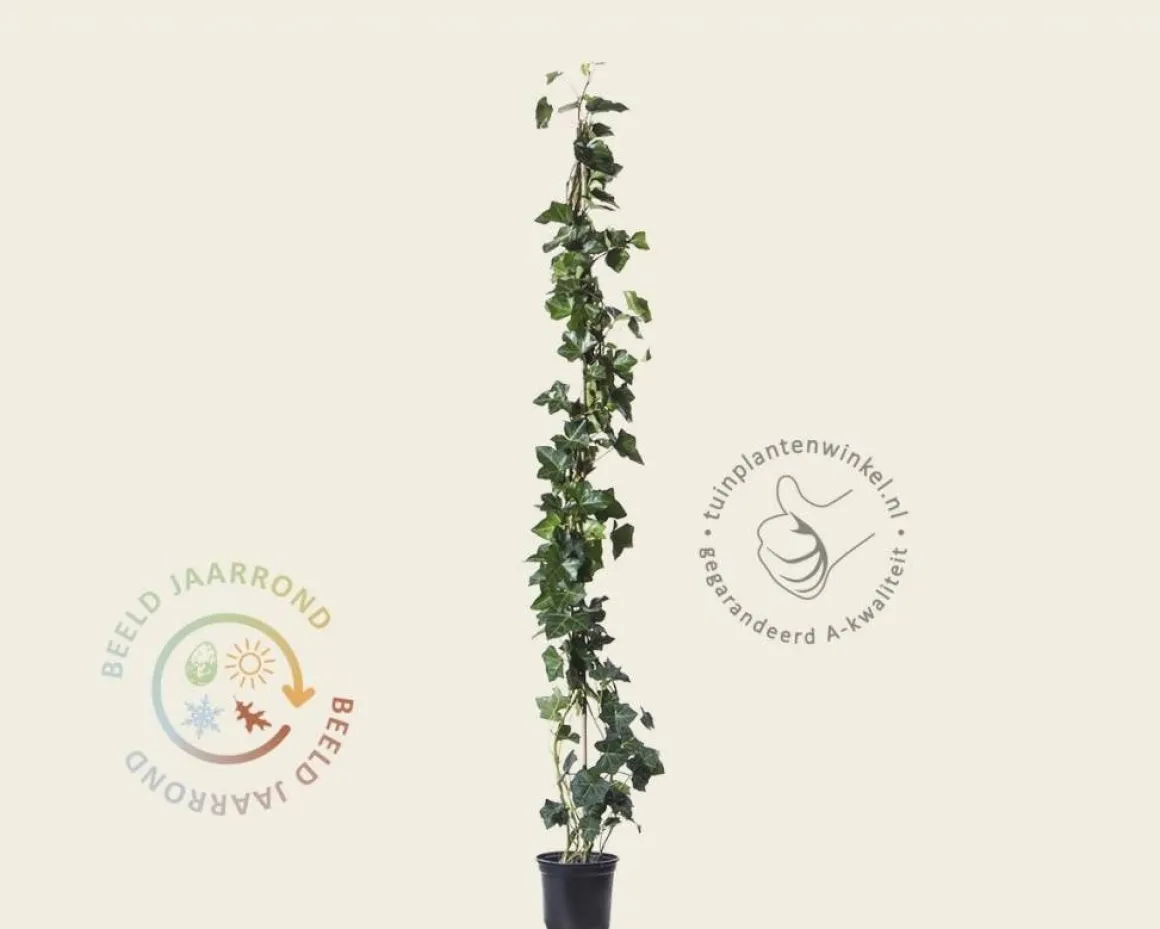 Hedera hibernica 60/80