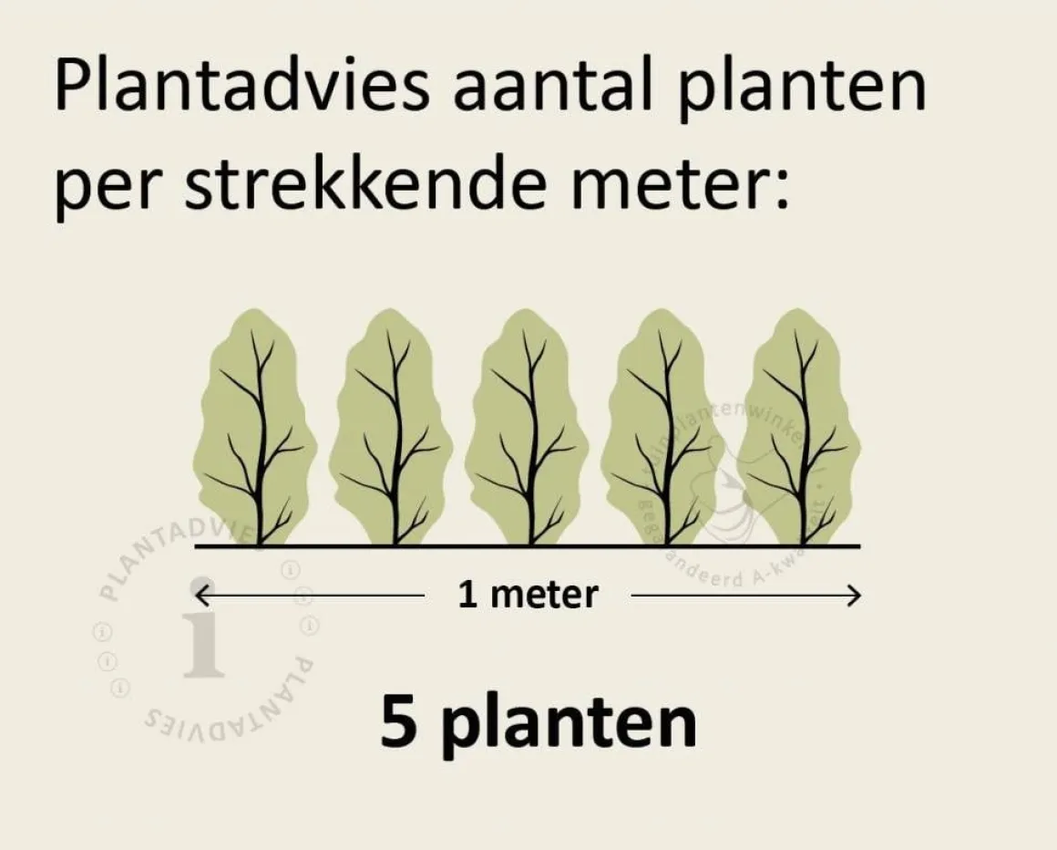 Hedera hibernica 60/80