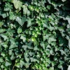 Hedera hibernica 175/200