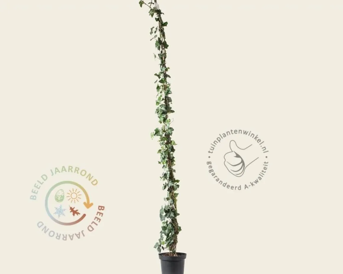 Hedera hibernica 175/200