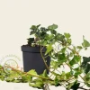 Hedera hibernica 40/60