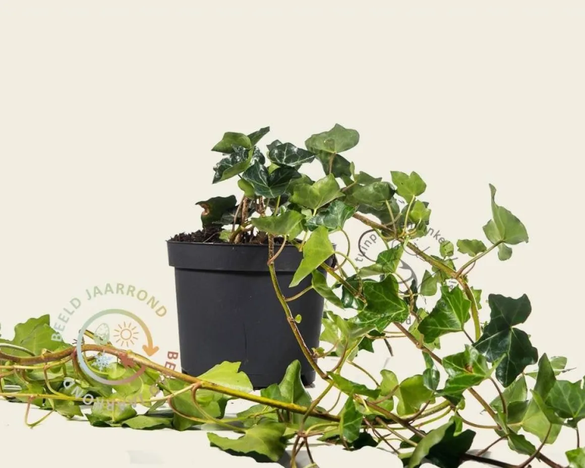 Hedera hibernica 40/60