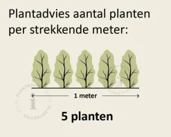 Hedera hibernica 20/30
