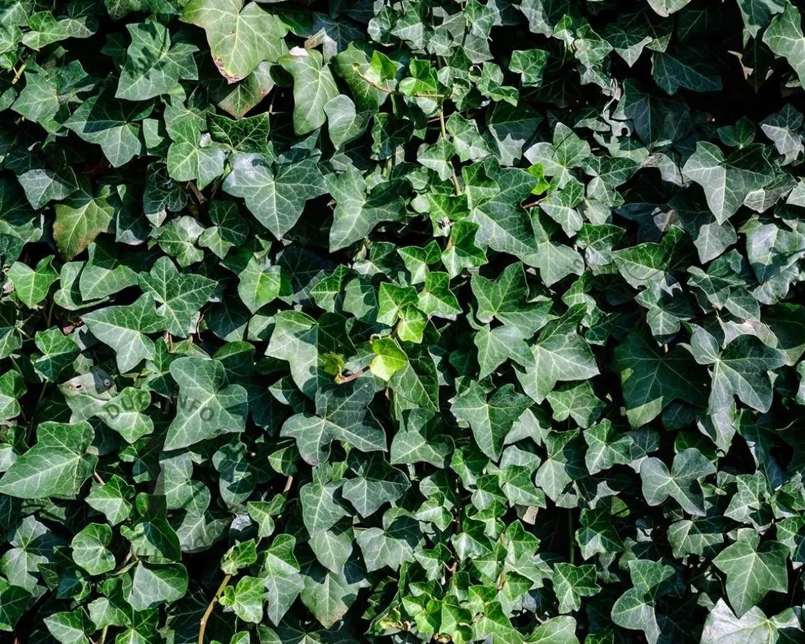 Hedera hibernica 20/30
