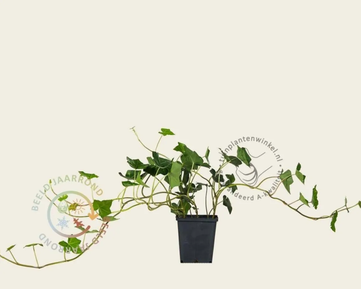 Hedera hibernica 20/30