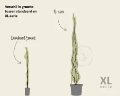 Hedera hibernica - XL