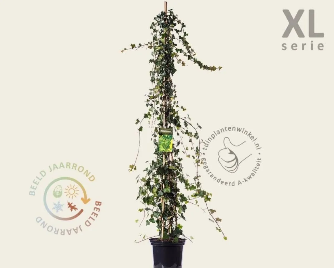 Hedera hibernica - XL