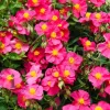 Helianthemum 'Ben Hope'
