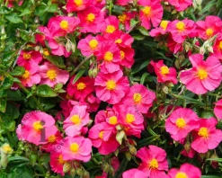 Helianthemum 'Ben Hope'