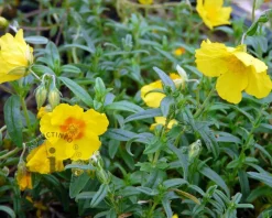 Helianthemum 'Golden Queen'
