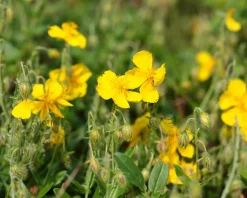 Helianthemum 'Golden Queen'