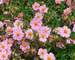 Helianthemum 'Lawrenson's Pink'