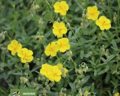 Helianthemum nummularium