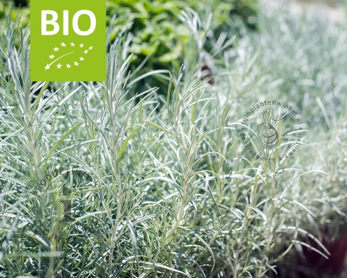 Helichrysum italicum - Puur