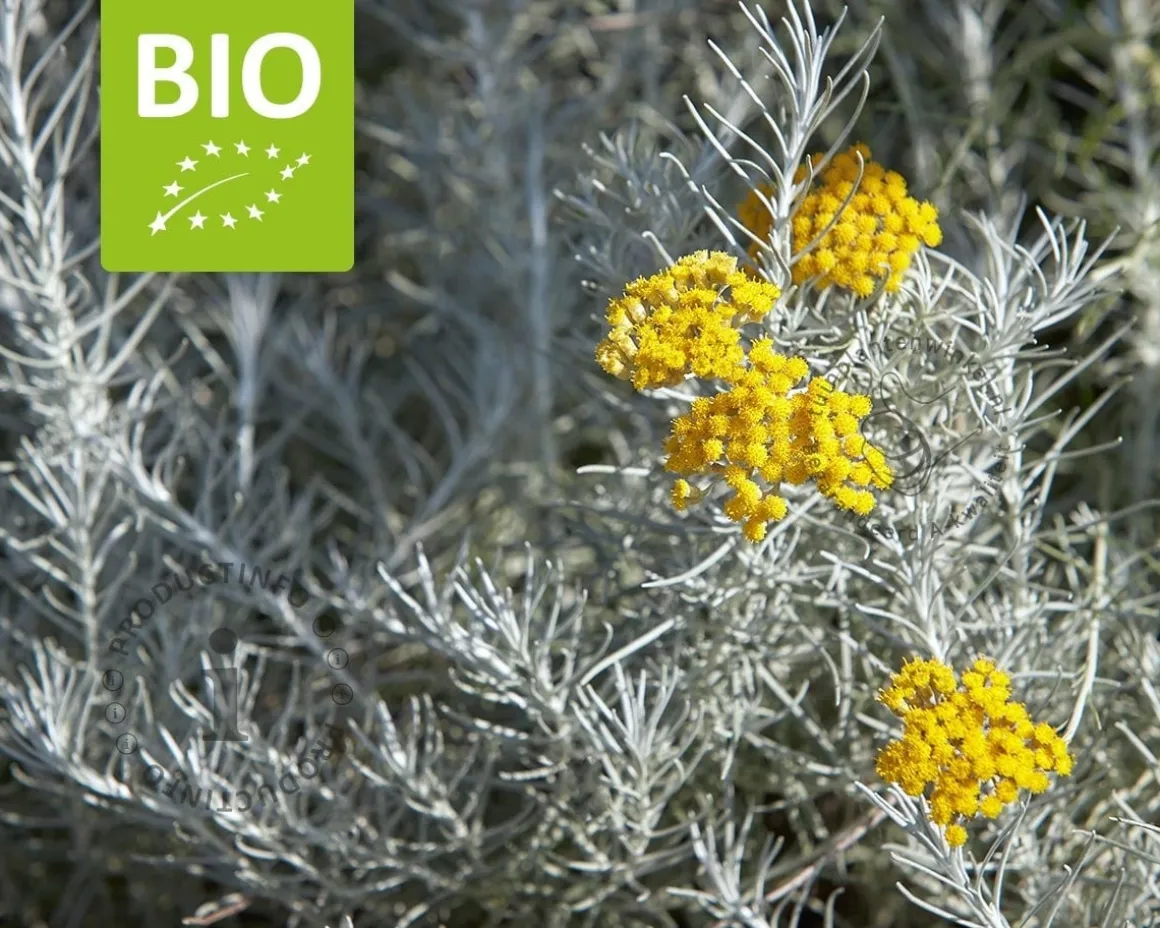 Helichrysum italicum - Puur