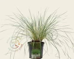 Helictotrichon sempervirens