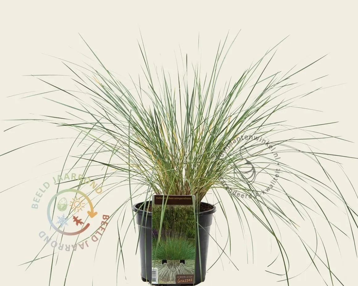 Helictotrichon sempervirens