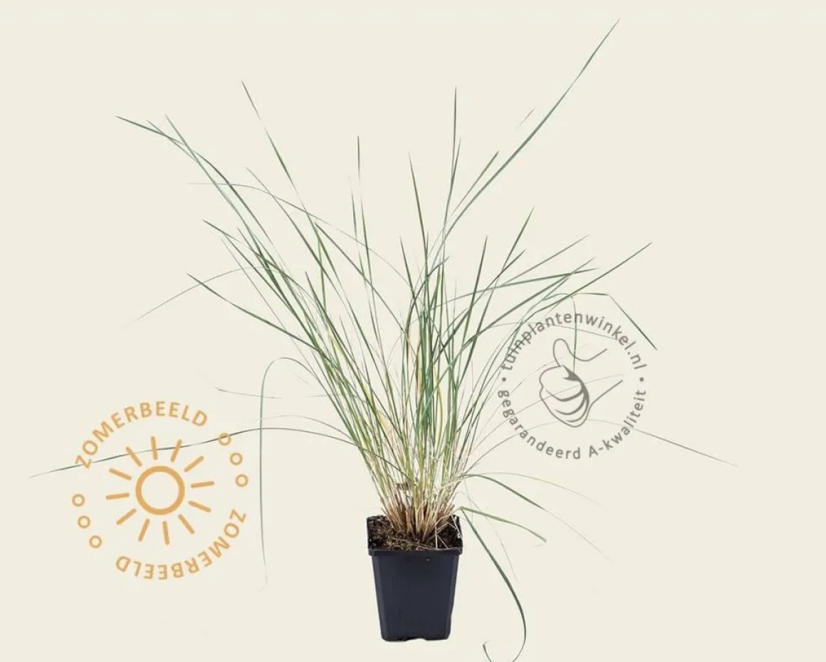 Helictotrichon sempervirens