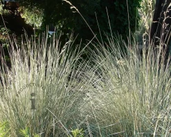 Helictotrichon sempervirens