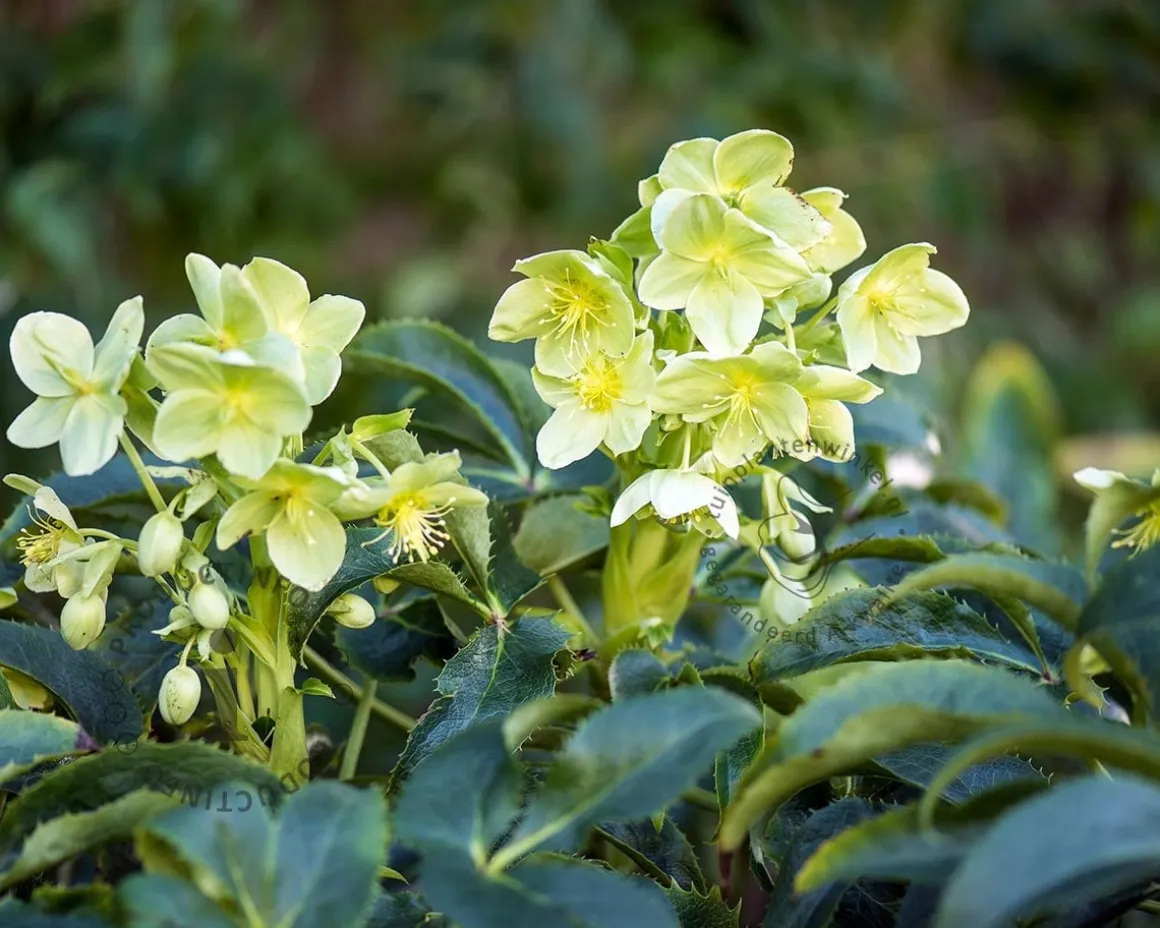 Helleborus argutifolius