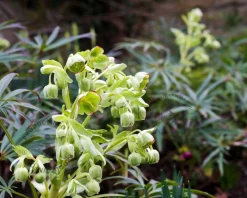 Helleborus foetidus