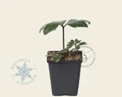 Helleborus niger