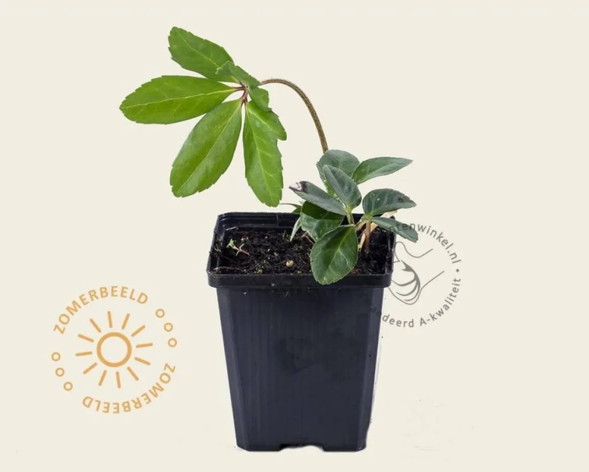 Helleborus niger